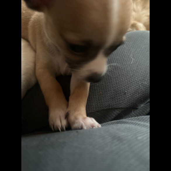 Chihuahua - Both