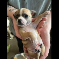 Chihuahua - Both