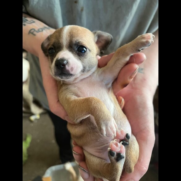 Chihuahua - Both