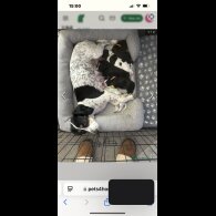 Cocker Spaniel (Working &amp; Show) - Both