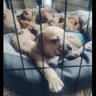 Dogue De Bordeaux - Both