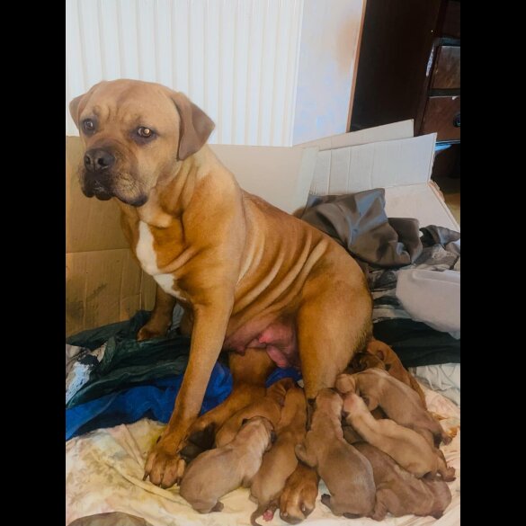 Dogue De Bordeaux - Both