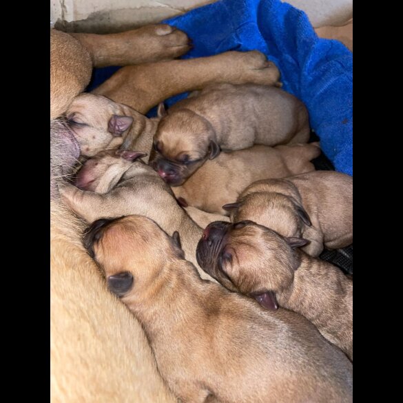 Dogue De Bordeaux - Both