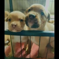 Dogue De Bordeaux - Both