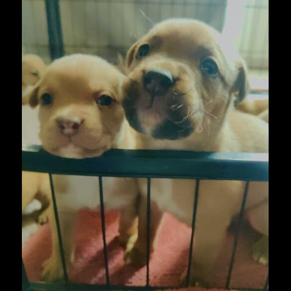 Dogue De Bordeaux - Both