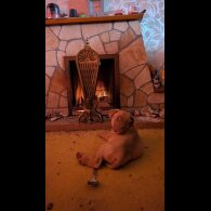 Dogue De Bordeaux - Both