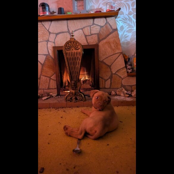 Dogue De Bordeaux - Both