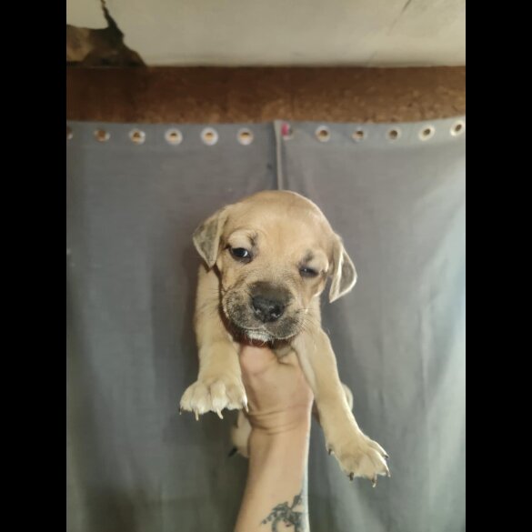 Dogue De Bordeaux - Both