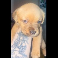 Dogue De Bordeaux - Both