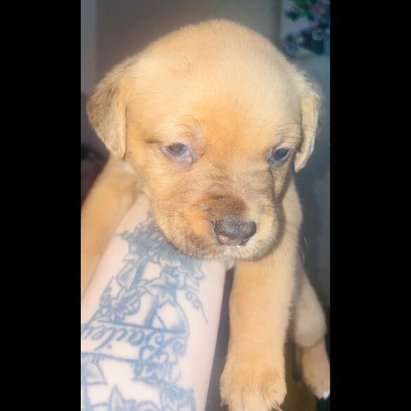 Dogue De Bordeaux - Both