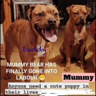 Dogue De Bordeaux - Both
