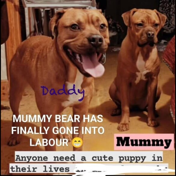 Dogue De Bordeaux - Both