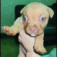 Dogue De Bordeaux - Both