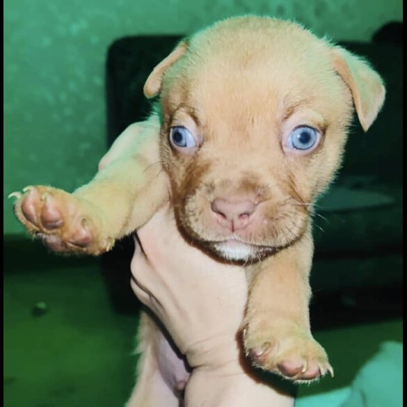 Dogue De Bordeaux - Both