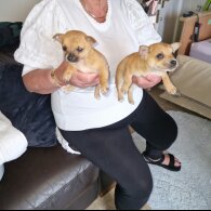 Chihuahua - Both
