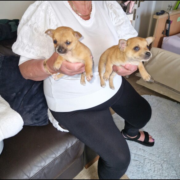 Chihuahua - Both