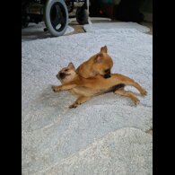 Chihuahua - Both