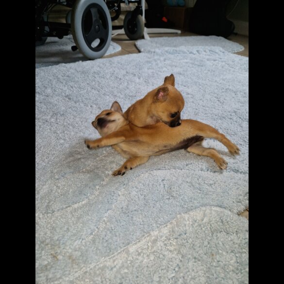 Chihuahua - Both