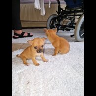 Chihuahua - Both