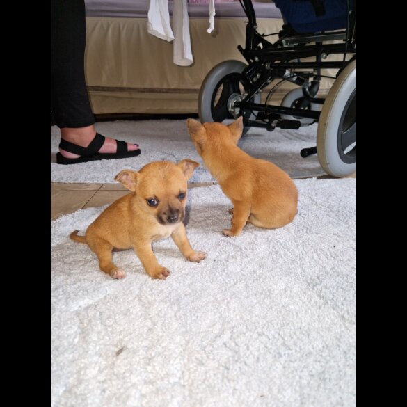 Chihuahua - Both