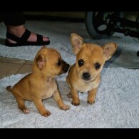 Chihuahua - Both