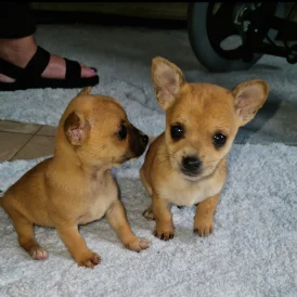Chihuahua - Both
