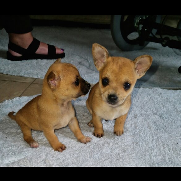 Chihuahua - Both