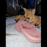 Chihuahua - Both
