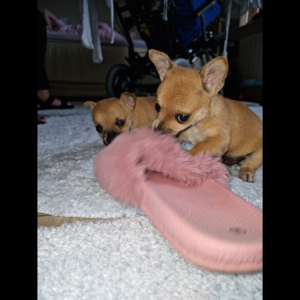 Chihuahua - Both