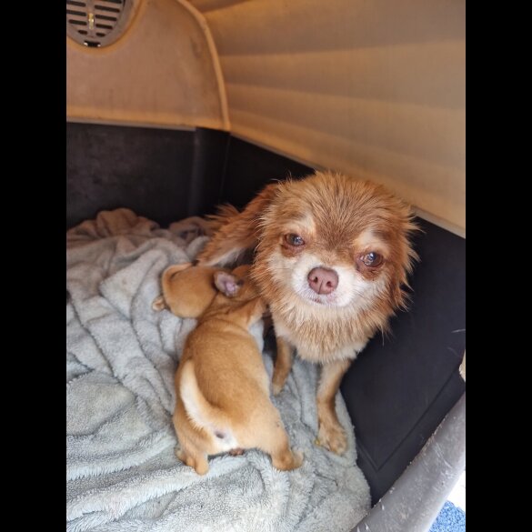 Chihuahua - Both