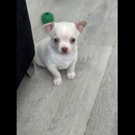 Chihuahua - Both