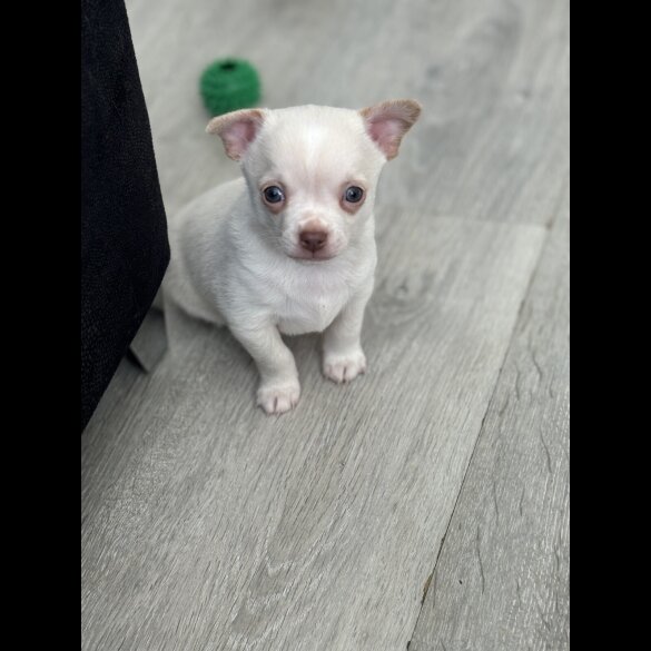 Chihuahua - Both