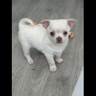 Chihuahua - Both