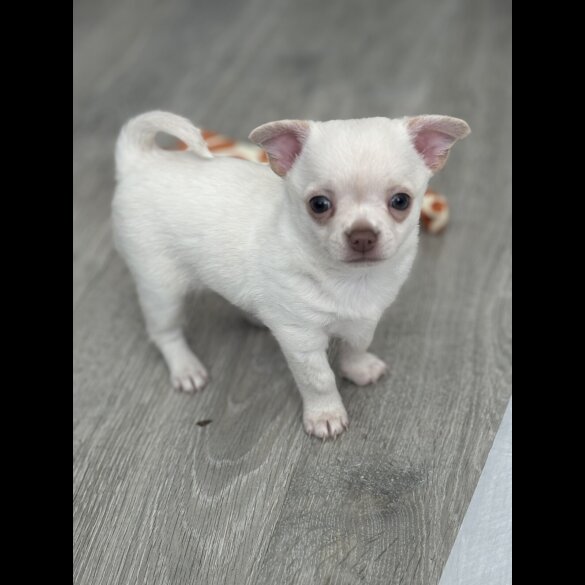 Chihuahua - Both
