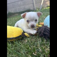 Chihuahua - Both