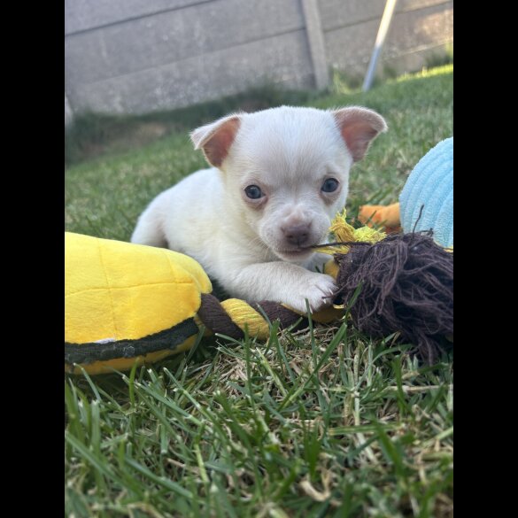 Chihuahua - Both