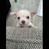 Chihuahua - Both