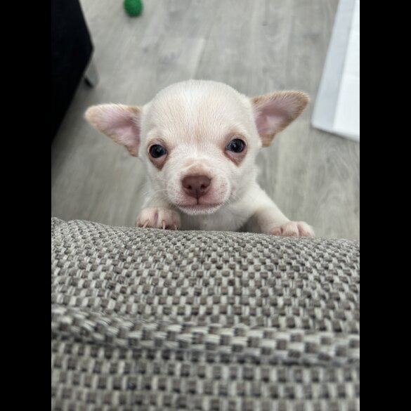 Chihuahua - Both