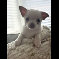 Chihuahua - Both