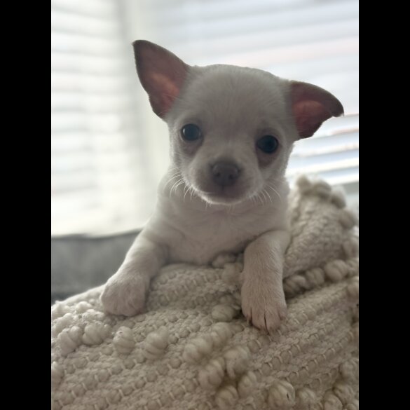 Chihuahua - Both
