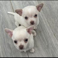 Chihuahua - Both