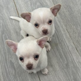 Chihuahua - Both