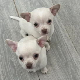Chihuahua - Both
