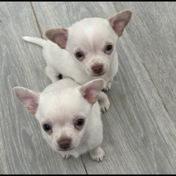 Chihuahua - Both