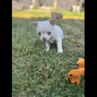 Chihuahua - Both
