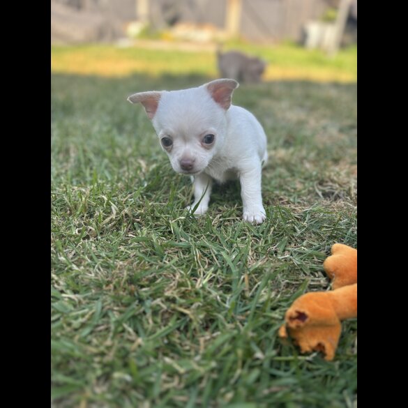 Chihuahua - Both