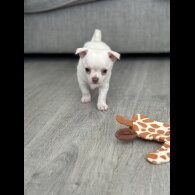 Chihuahua - Both