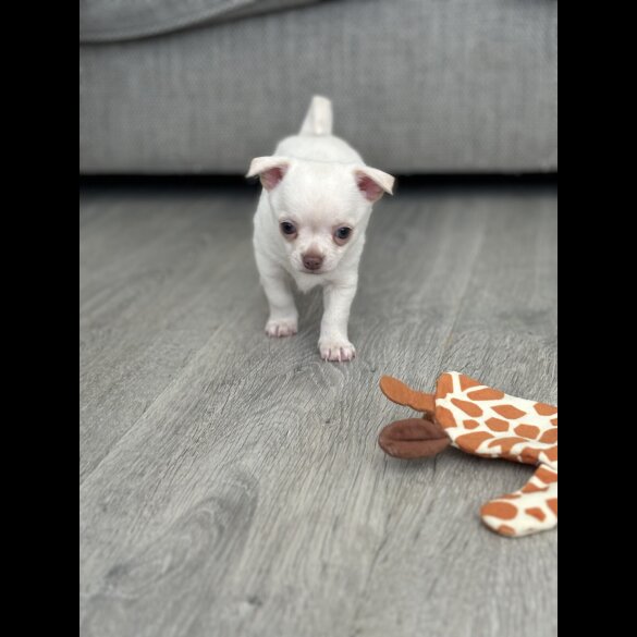 Chihuahua - Both