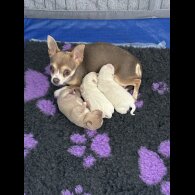 Chihuahua - Both