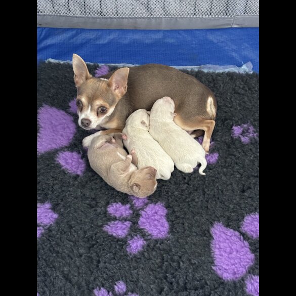 Chihuahua - Both